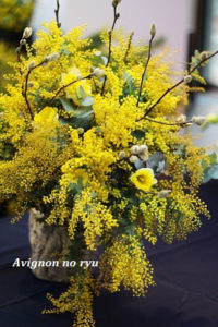 アヴィニョンミモザ